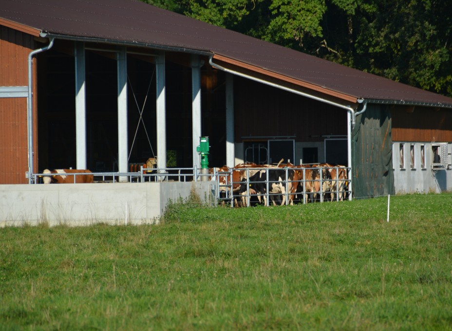 Hofgut Wagyu-Rind Kuh IP-Suisse Stall